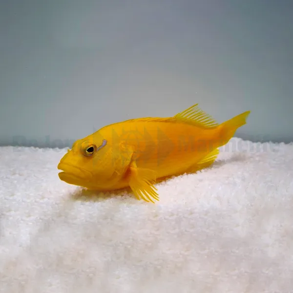 Paracirrhites xanthus | All sizes