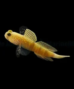 Cryptocentrus cinctus | All sizes
