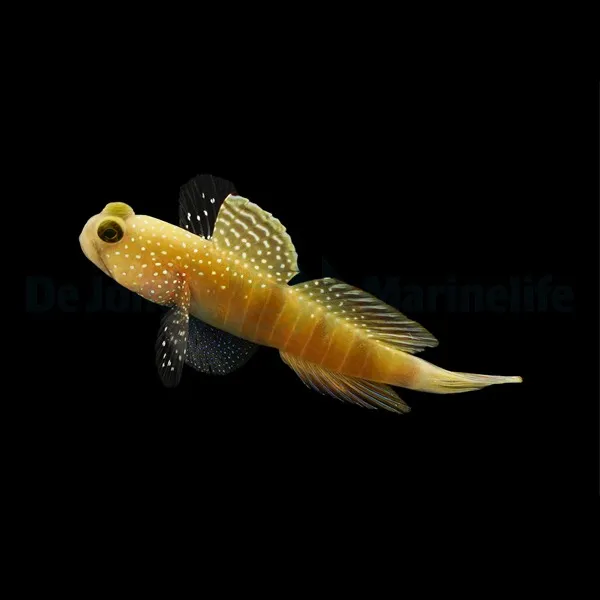 Cryptocentrus cinctus | All sizes