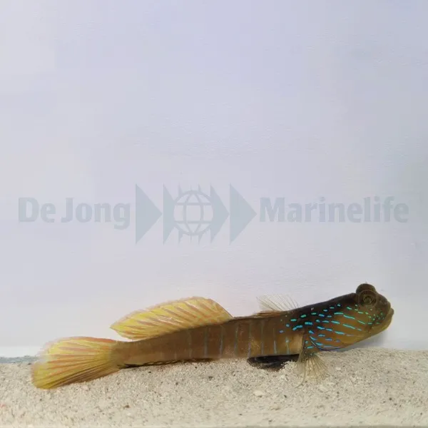 Cryptocentrus cyanotaenia | All sizes