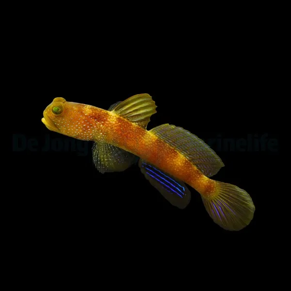 Cryptocentrus fasciatus | All sizes
