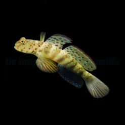 Cryptocentrus leptocephalus | All sizes