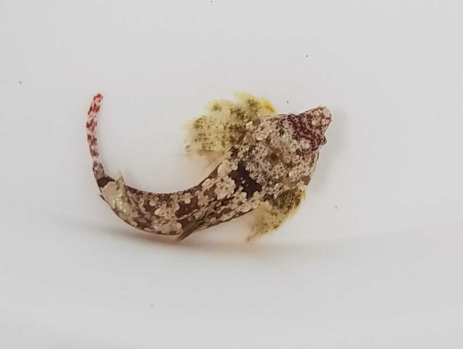 Synchiropus bartelsi | All sizes