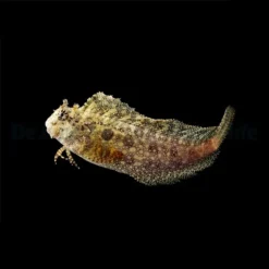 Salarias ceramensis | All sizes