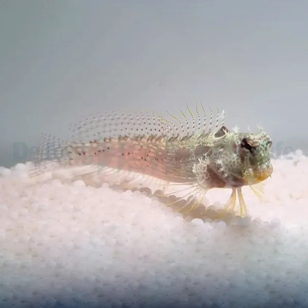 Salarias guttatus | All sizes