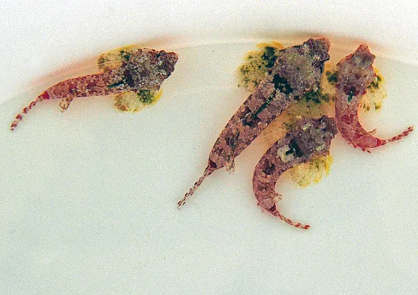 Synchiropus morrisoni | All sizes