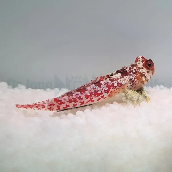 Synchiropus moyeri | All sizes
