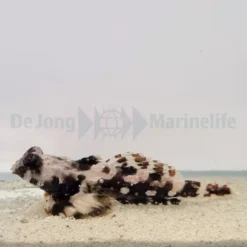 Synchiropus ocellatus | All sizes
