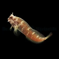 Salarias ramosus | All sizes