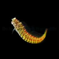 Salarias segmentatus | All sizes