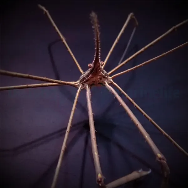 Stenorynchus seticornis | All sizes