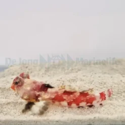 Synchiropus stellatus | All sizes