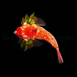 Synchiropus sycorax (female) | All sizes