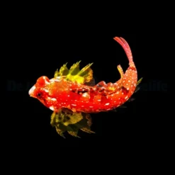 Synchiropus sycorax (male) | All sizes