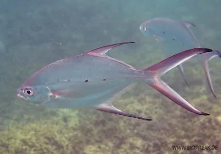 Trachinotus baillonii | M