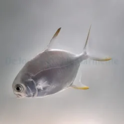 Trachinotus blochii | L