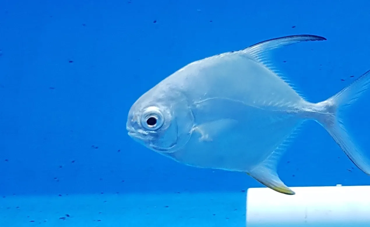 Trachinotus falcatus | L