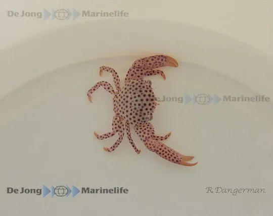 Trapezia rufopunctata | All sizes