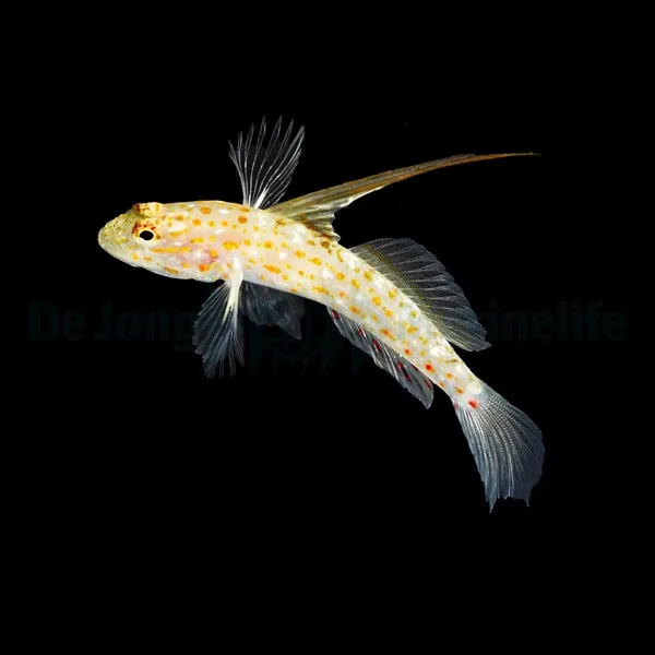 Ctenogobiops tangaroai | All sizes