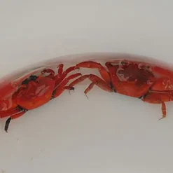 Uca crassipes | All sizes