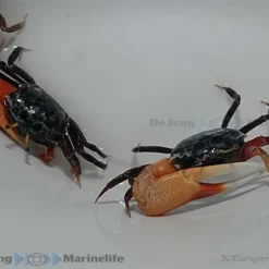 Uca tetragonon | All sizes