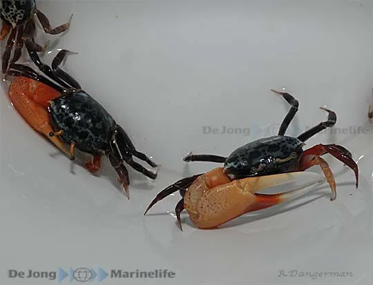 Uca tetragonon | All sizes