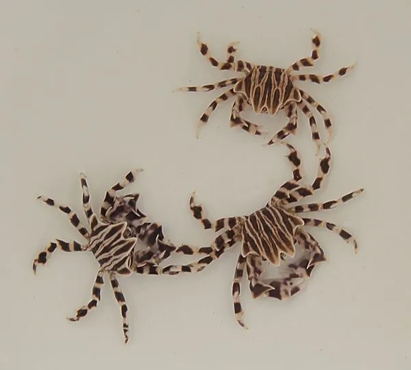 Zebrida adamsii | All sizes