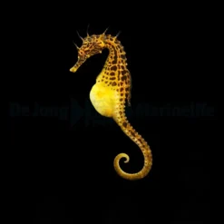 Hippocampus abdominalis - DJM Bred | L