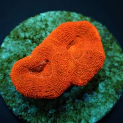 Acanthastrea bowerbanki (Ultra) (frag) | FRAG