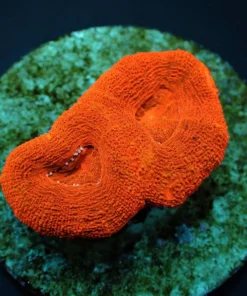 Acanthastrea bowerbanki (Ultra) (frag) | FRAG