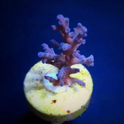 Acropora echinata (Ice Fire) (frag) | FRAG