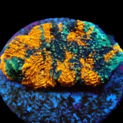 Acanthastrea echinata (Ultra) (frag) | FRAG