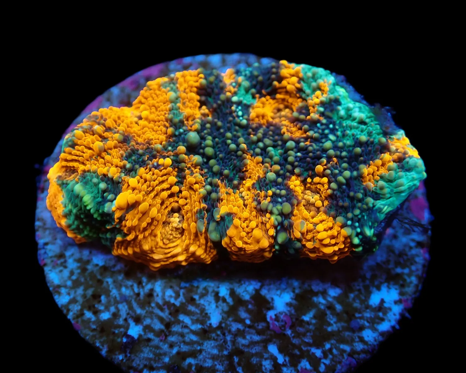Acanthastrea echinata (Ultra) (frag) | FRAG