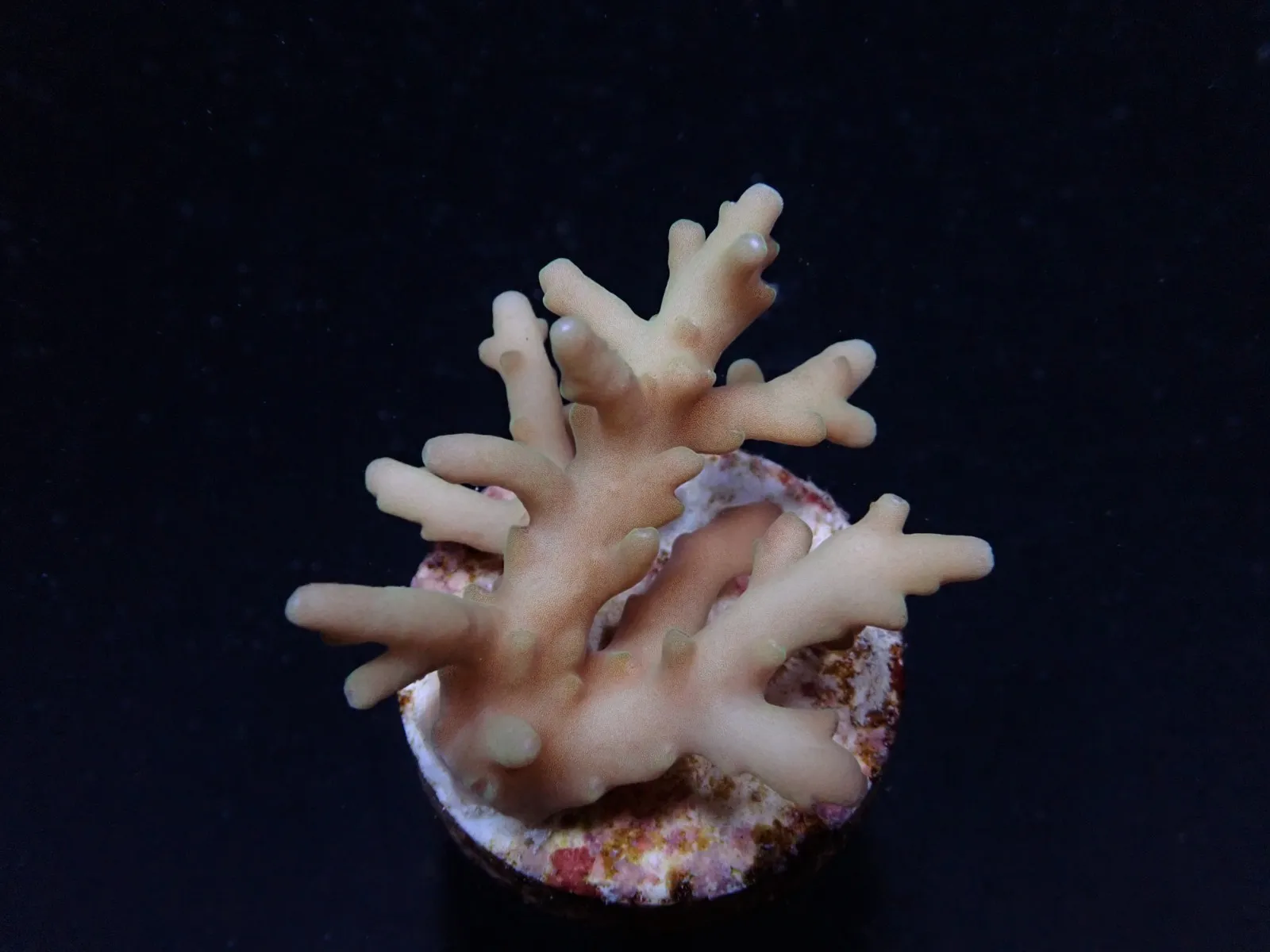 Acropora elegans (frag) | FRAG