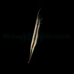Aeoliscus strigatus - DJM Bred | All sizes