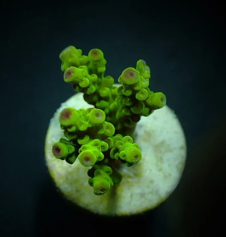 Acropora florida (frag) | FRAG