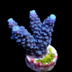 Acropora formosa (Blue) (frag) | FRAG