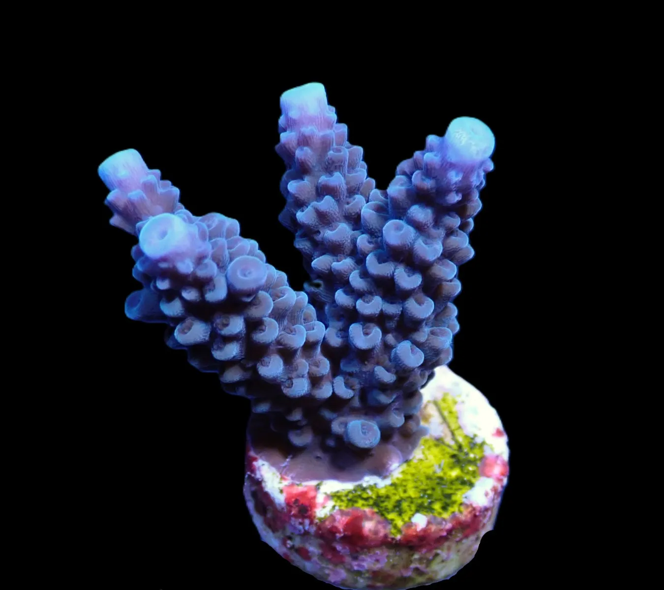 Acropora formosa (Blue) (frag) | FRAG