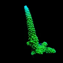 Acropora formosa (Blue Tip) (frag) | FRAG