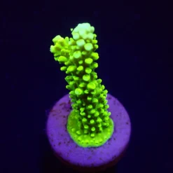 Acropora formosa (Green) (frag) | FRAG