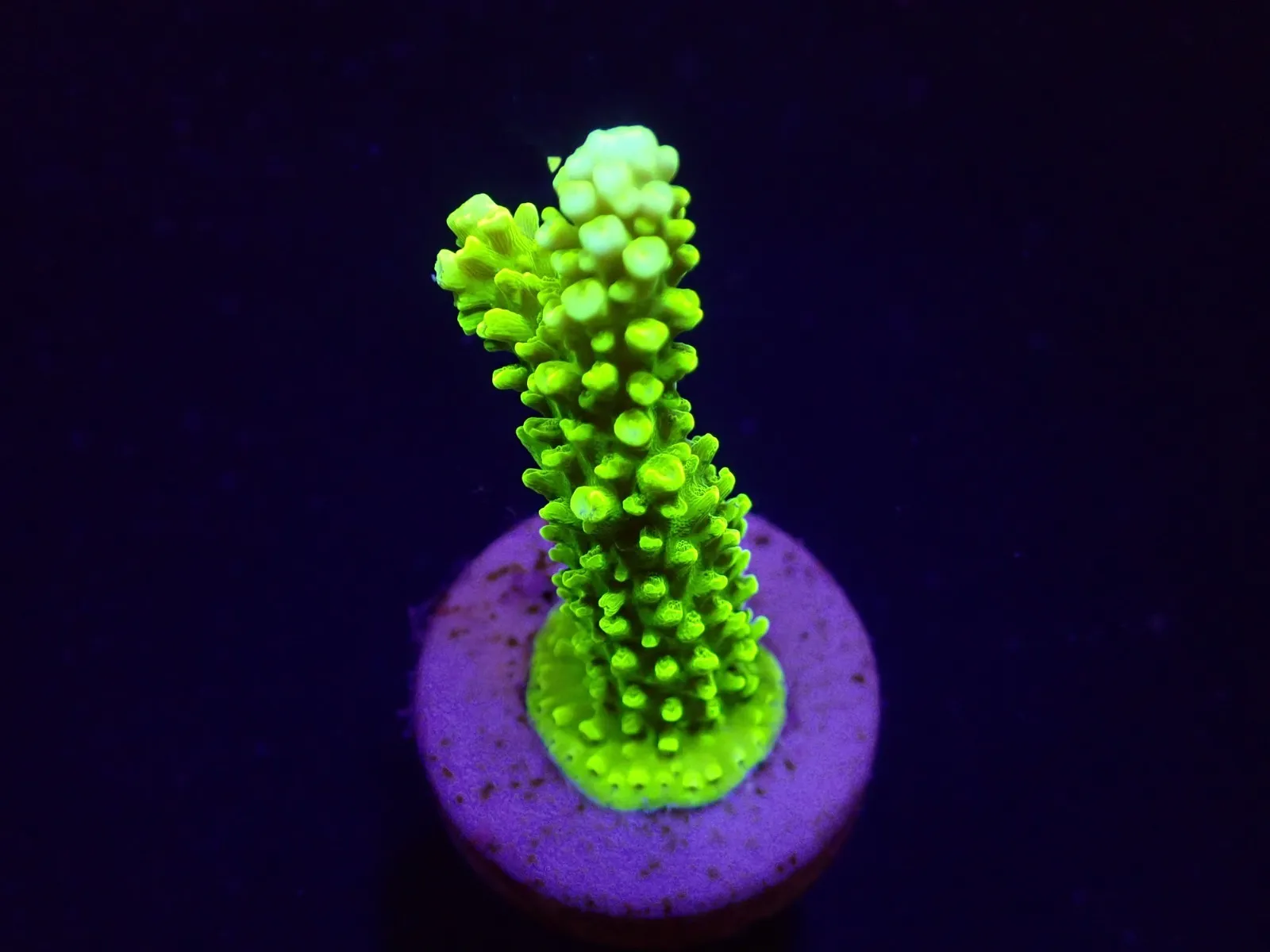 Acropora formosa (Green) (frag) | FRAG