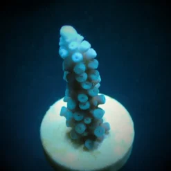 Acropora gomezi (frag) | FRAG