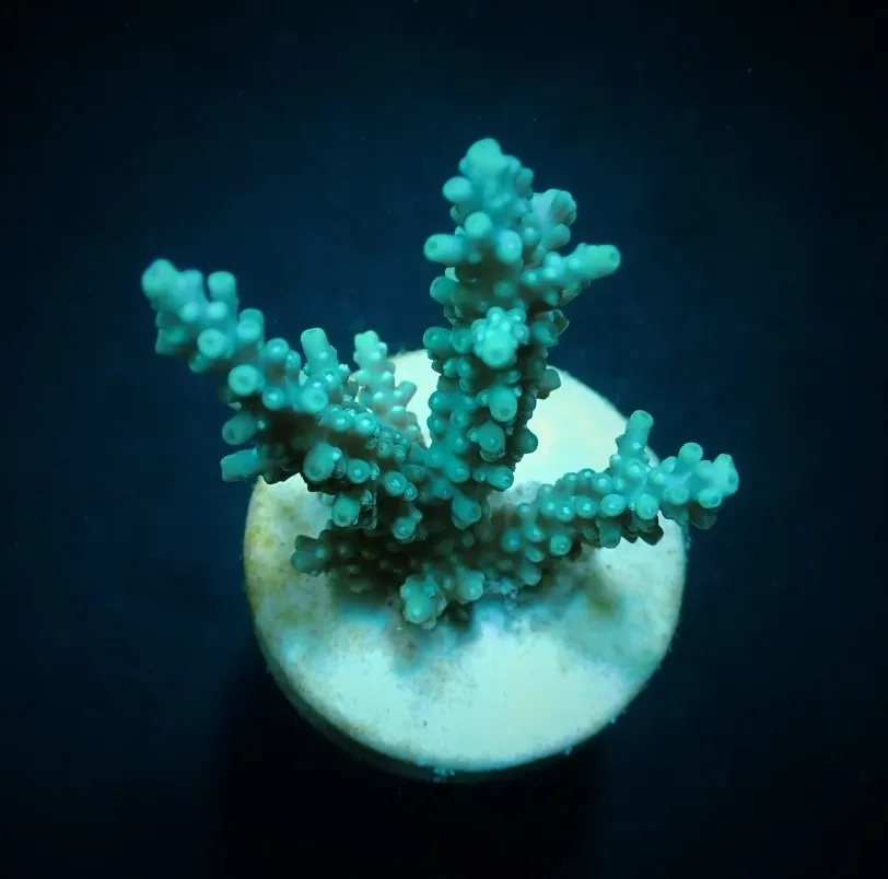 Acropora horrida (frag) | FRAG