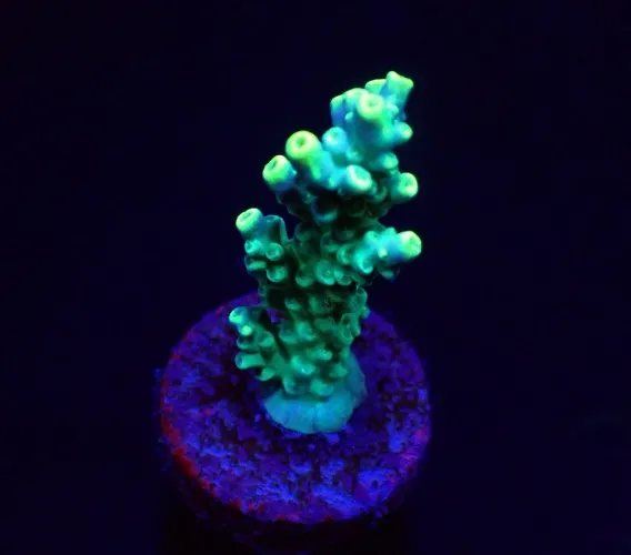 Acropora kimbeensis (frag) | FRAG