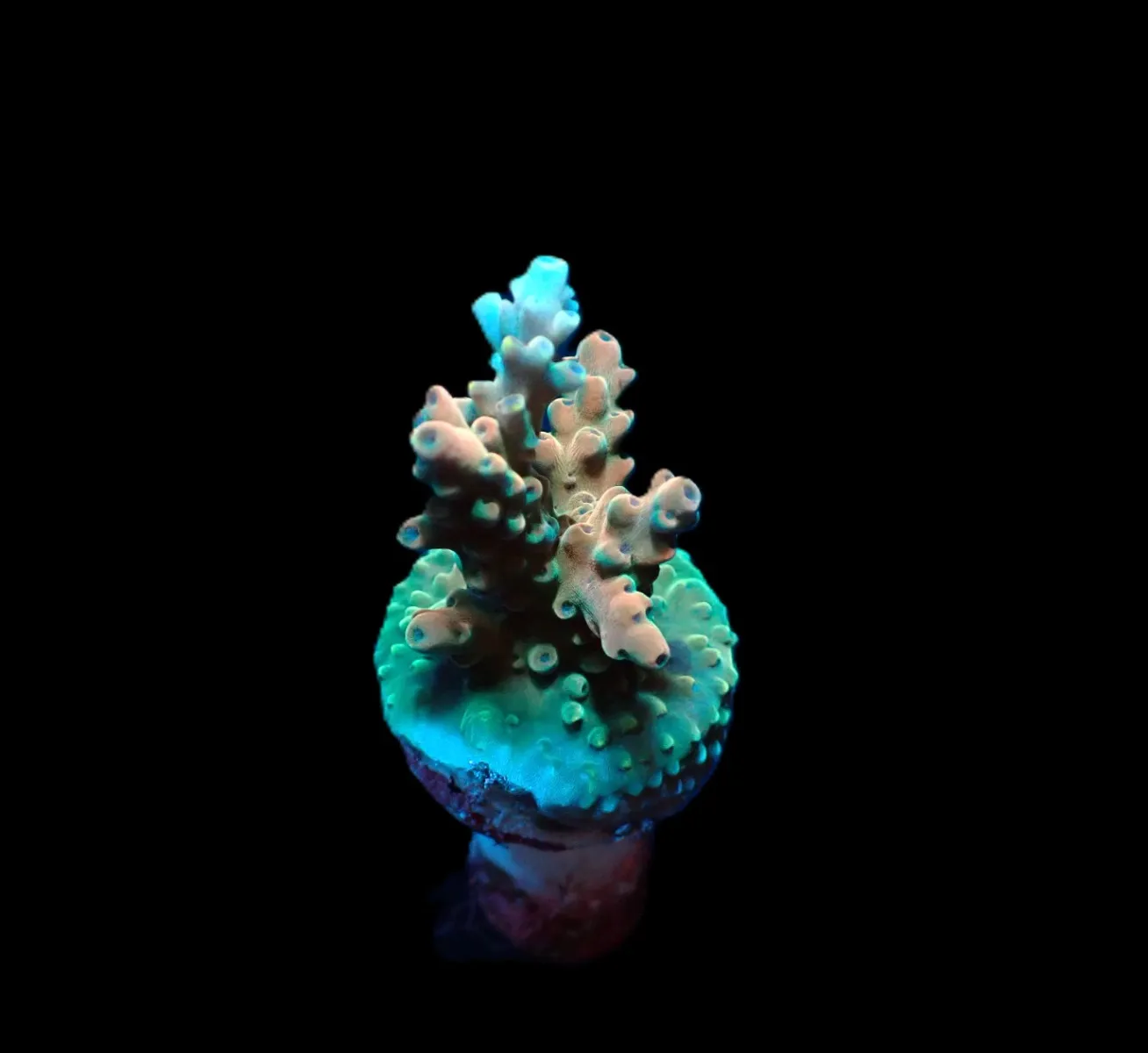 Acropora latistella (frag) | FRAG