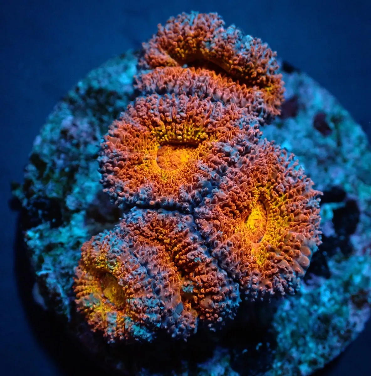 Acanthastrea lordhowensis (Premium) (frag) | FRAG