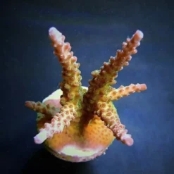 Acropora loisetteae (frag) | FRAG