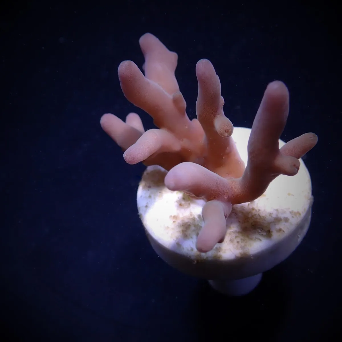 Acropora lokani (frag) | FRAG