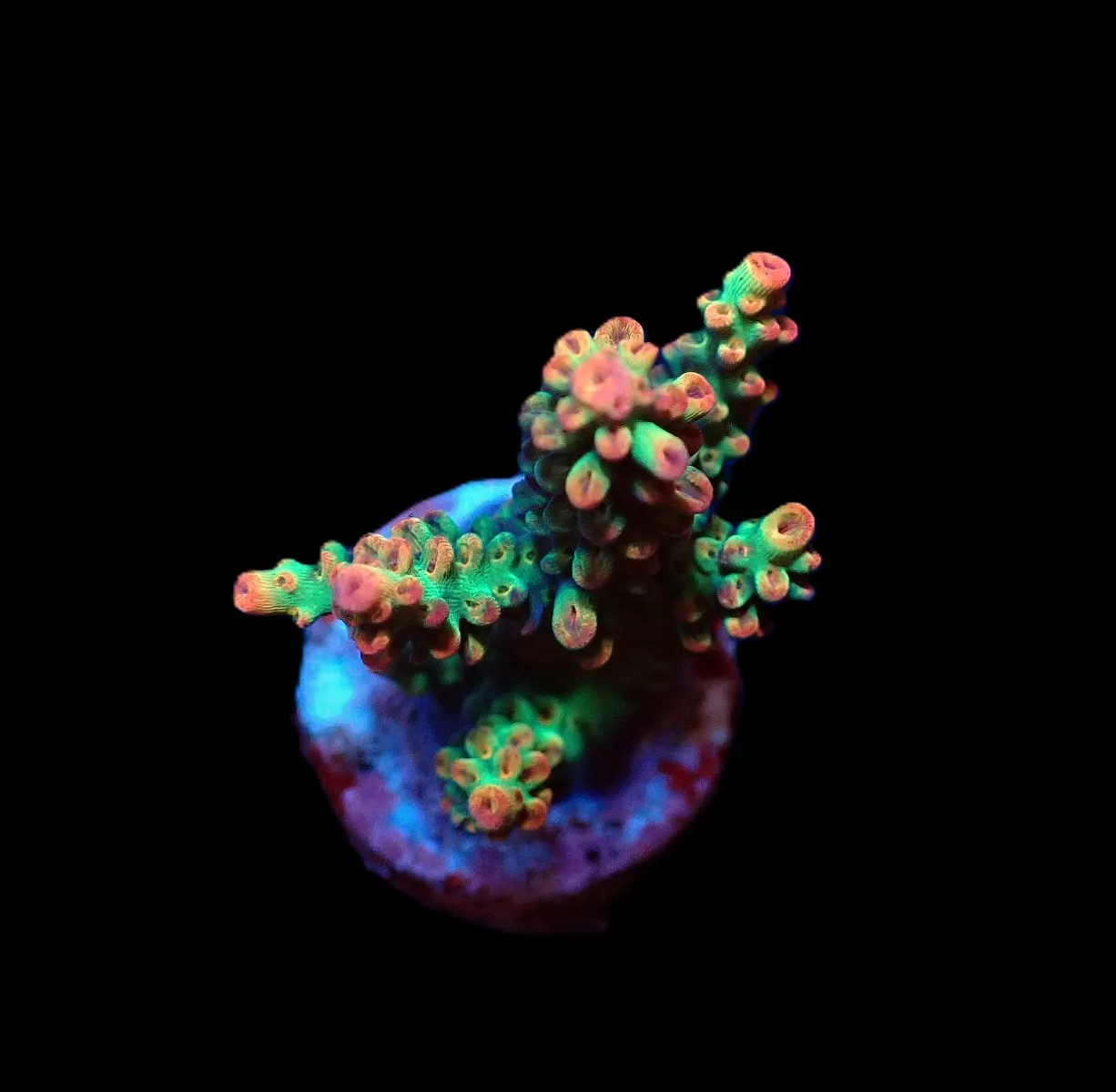 Acropora microclados (SSC) (frag) | FRAG