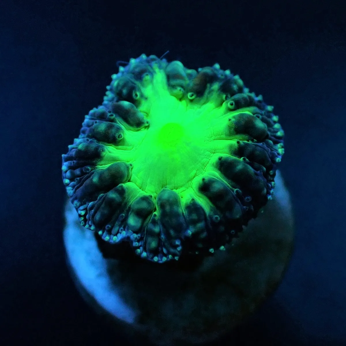 Blastomussa wellsi (Green) (1 hd.) (frag) | T